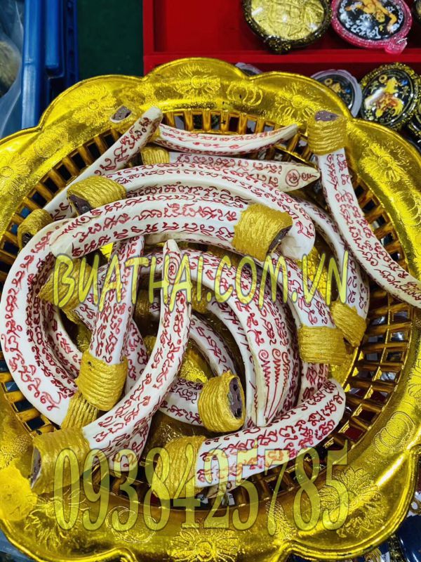 Nanh Heo Rừng Thái Lan